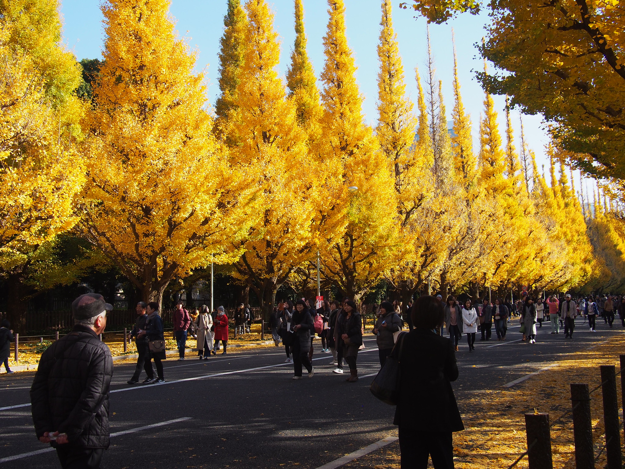 2023 Heritage Alert for Jingu Gaien, Tokyo, Japan