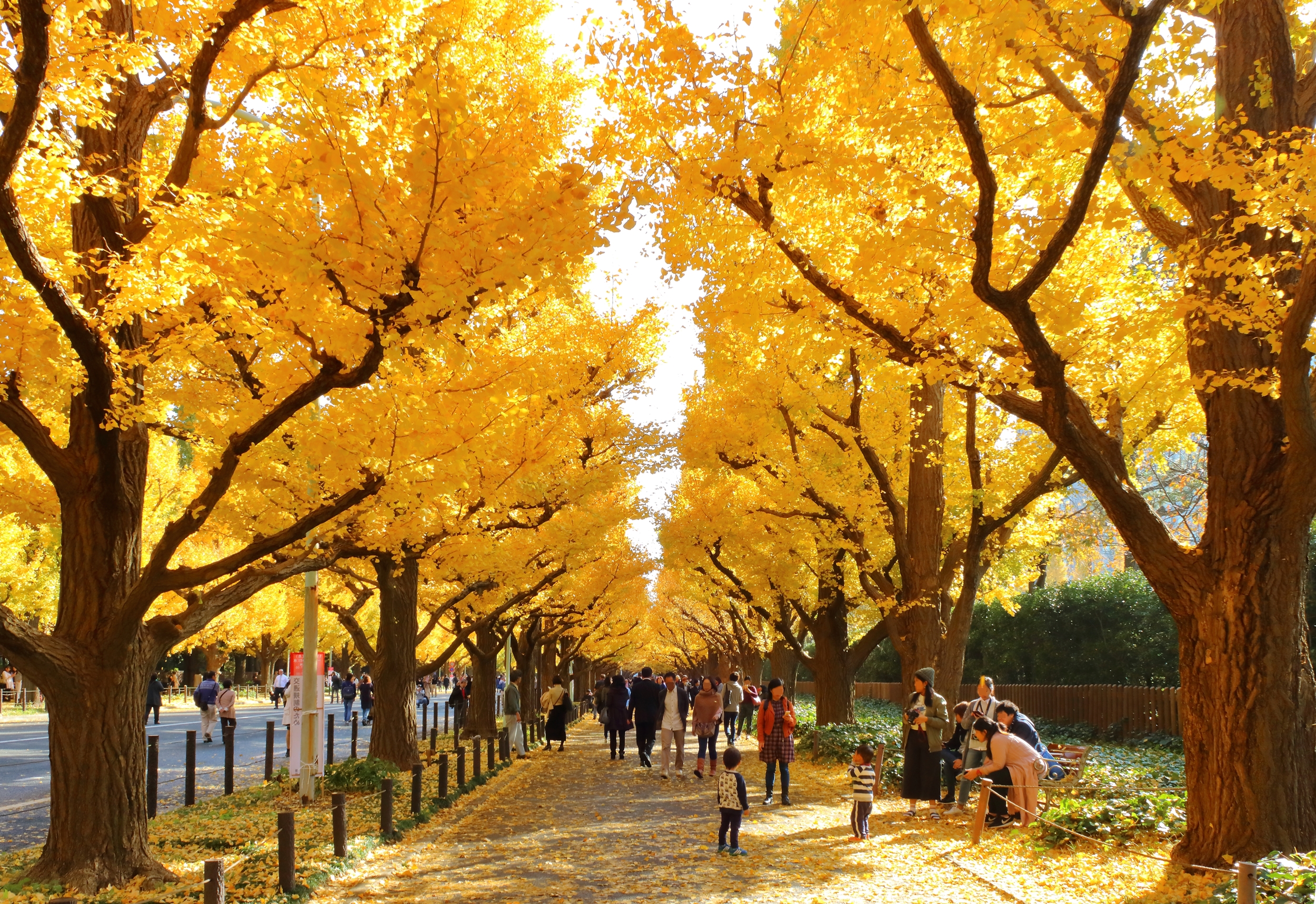 2023 Heritage Alert for Jingu Gaien, Tokyo, Japan
